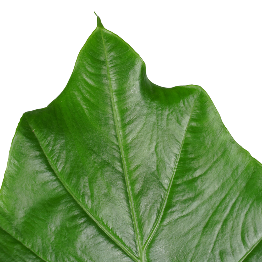 Alocasia Portadora - Afbeelding 3