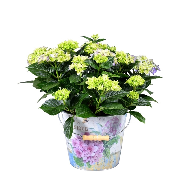 Decorum Hydrangea Bol Blauw in Bucket