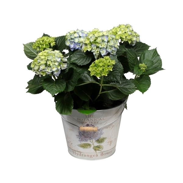 Decorum Hydrangea Bol Blauw in Bucket - Afbeelding 3