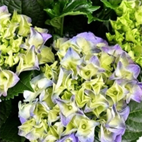 Decorum Hydrangea Bol Blauw in Bucket - Afbeelding 4