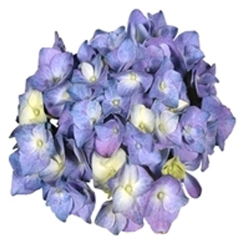 Decorum Hydrangea Bol Blauw in Bucket - Afbeelding 5