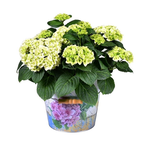 Decorum Hydrangea Bol Wit in Bucket