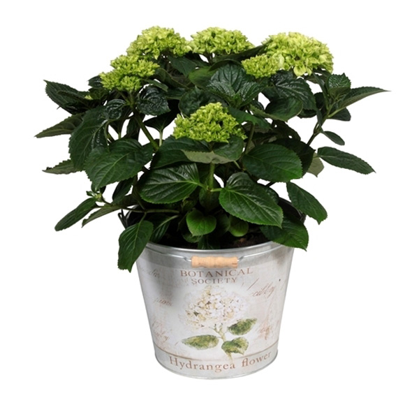 Decorum Hydrangea Bol Wit in Bucket - Afbeelding 3