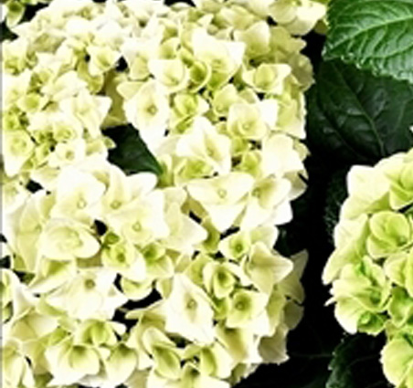 Decorum Hydrangea Bol Wit in Bucket - Afbeelding 4