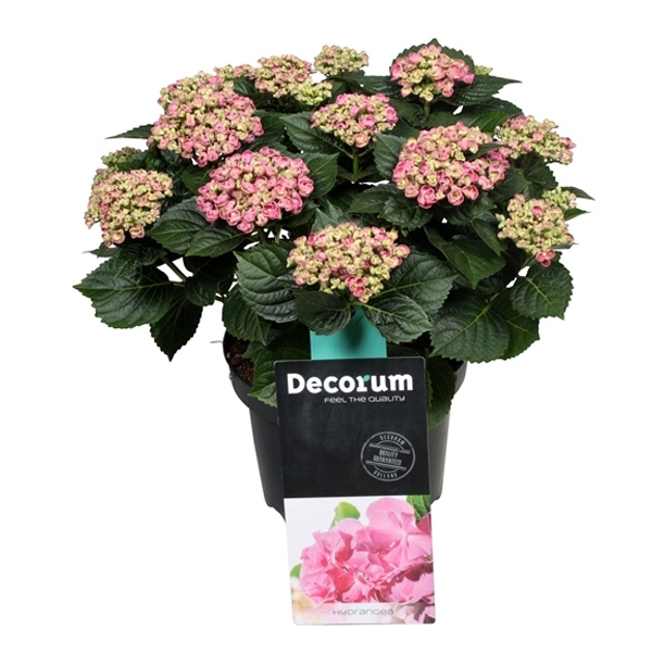Decorum Hydrangea Curly Wurly Roze