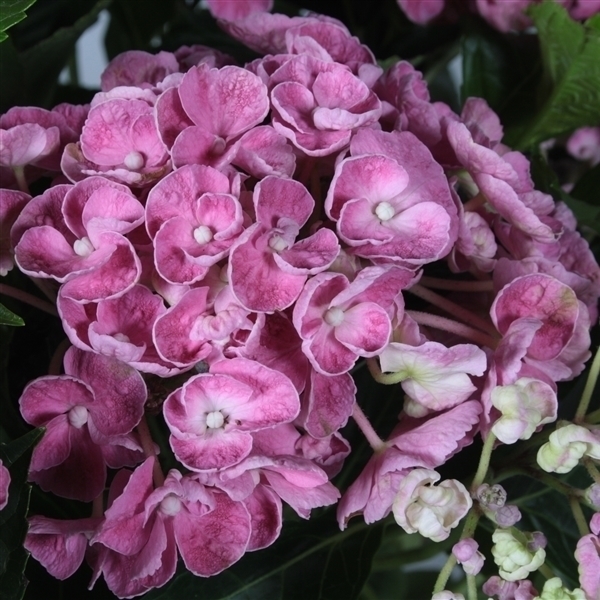 Decorum Hydrangea Curly Wurly Roze - Afbeelding 3