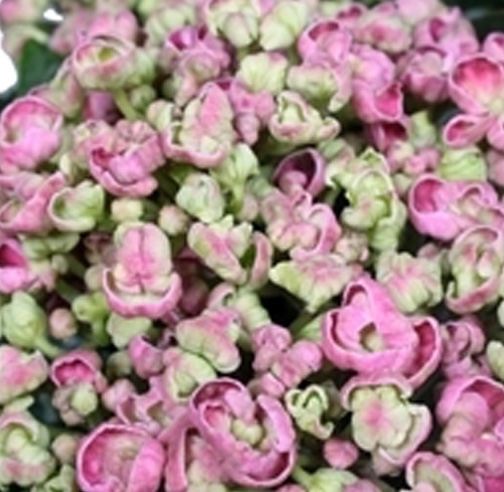 Decorum Hydrangea Curly Wurly Roze - Afbeelding 4