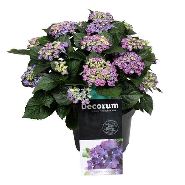 Decorum Hydrangea Curly Wurly Blauw