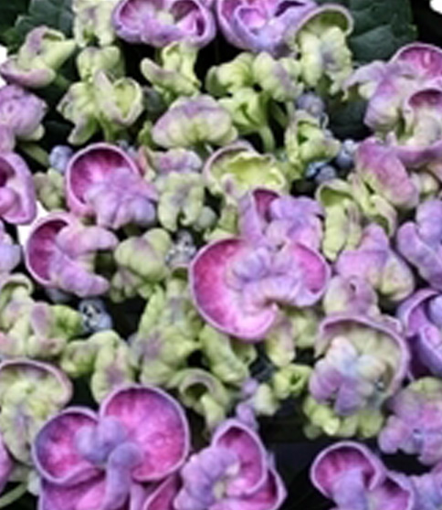 Decorum Hydrangea Curly Wurly Blauw - Afbeelding 3
