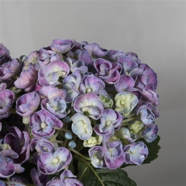 Decorum Hydrangea Curly Wurly Blauw - Afbeelding 4