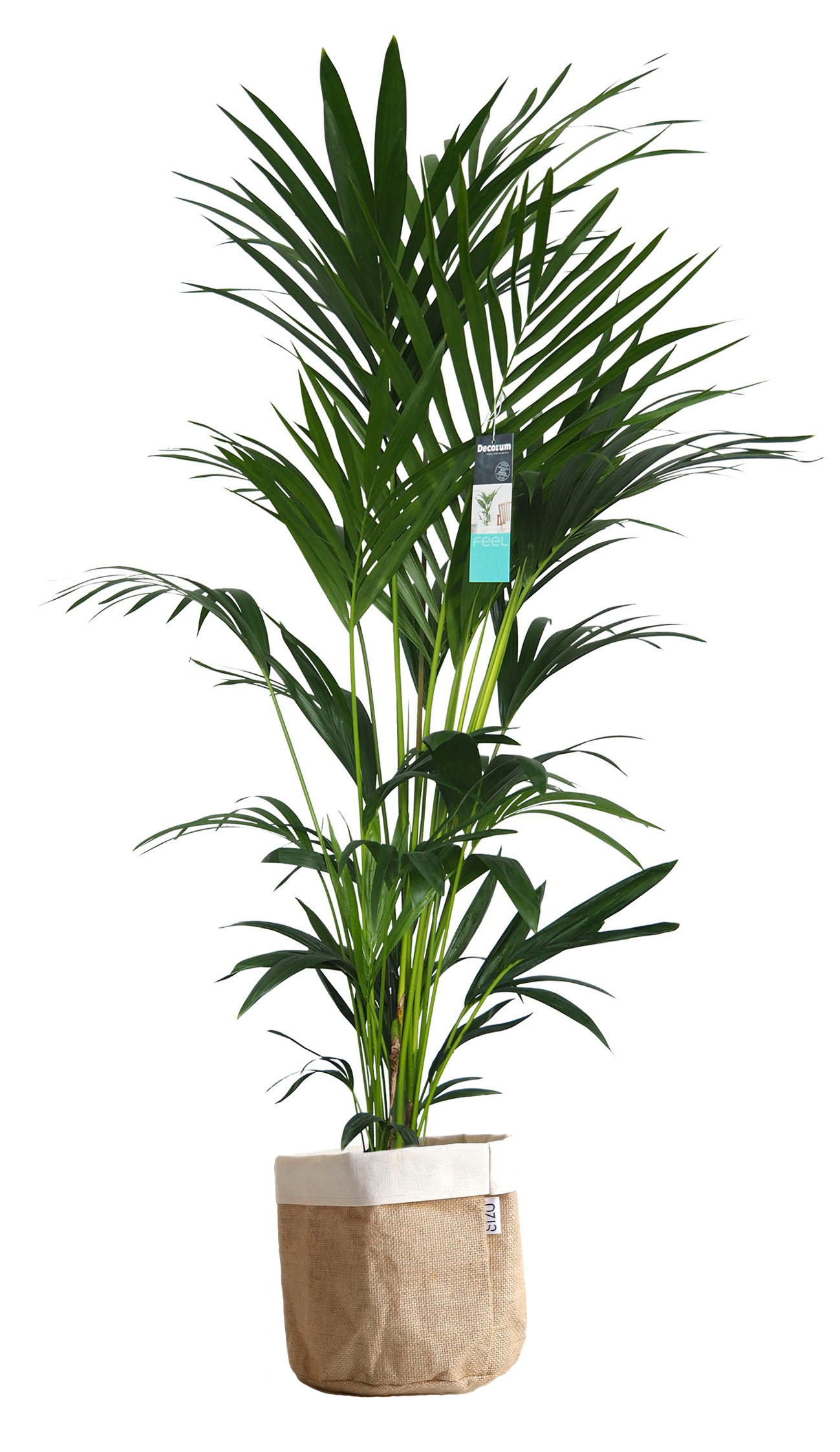 Decorum XL Kentia Palm in Sizo bag (natural)