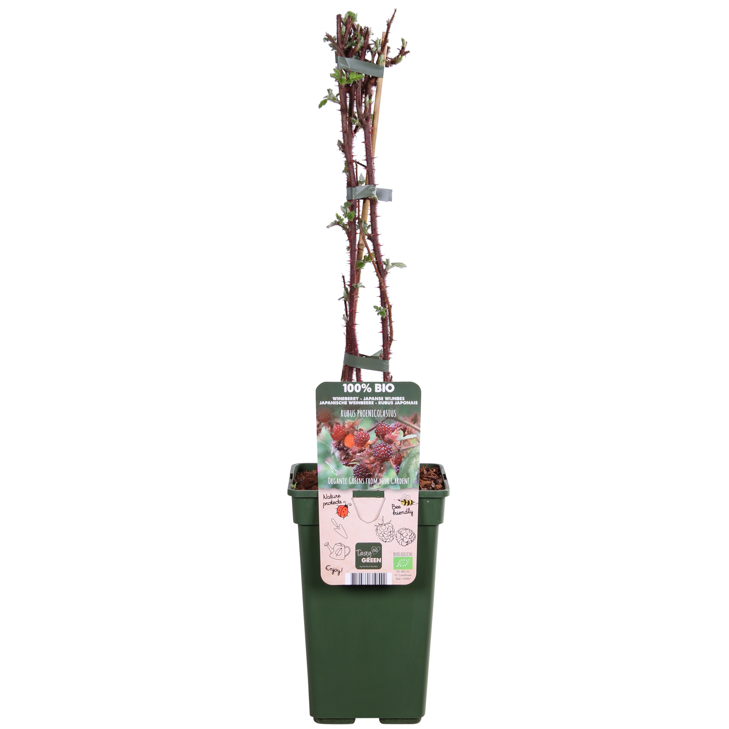 Japanse wijnbes (Tasty Green)