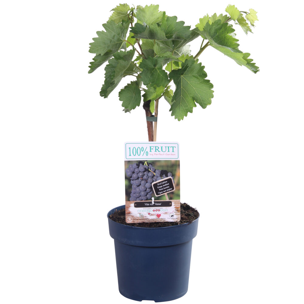 Blauwe druif 'Vitis Venus' (pitloos)