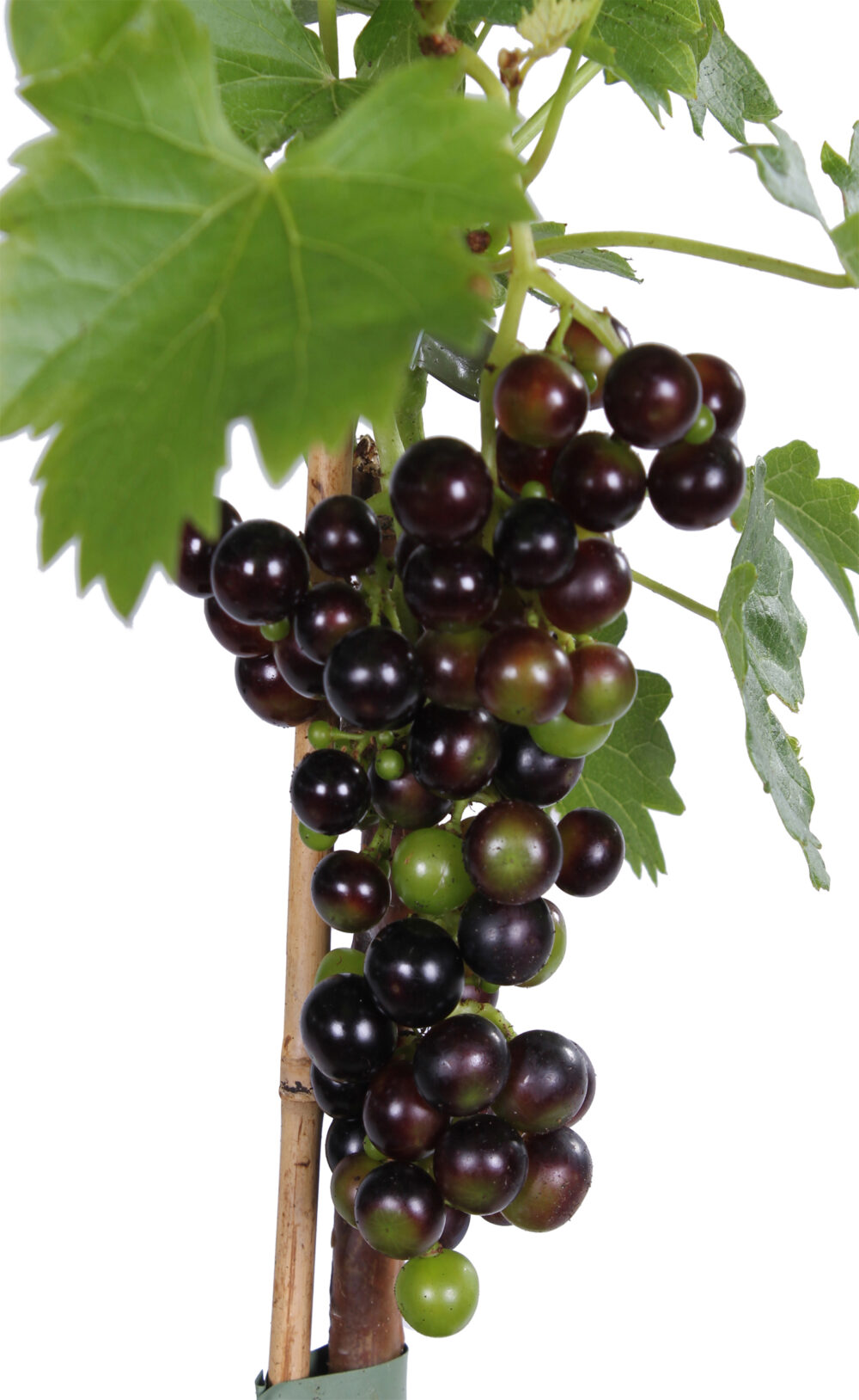 Blauwe druif 'Vitis Venus' (pitloos) - Afbeelding 3