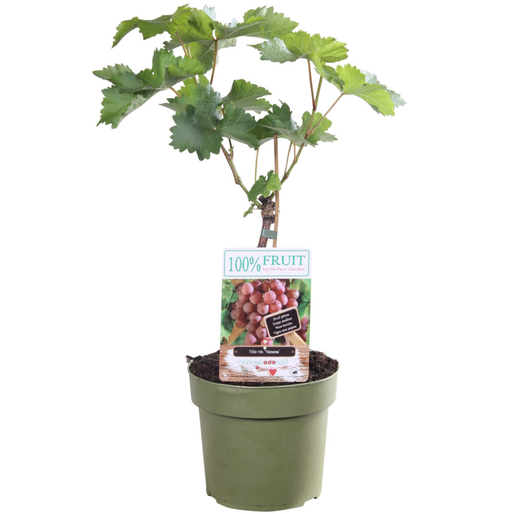 Rode druif 'Vitis Vinifera Vanessa'