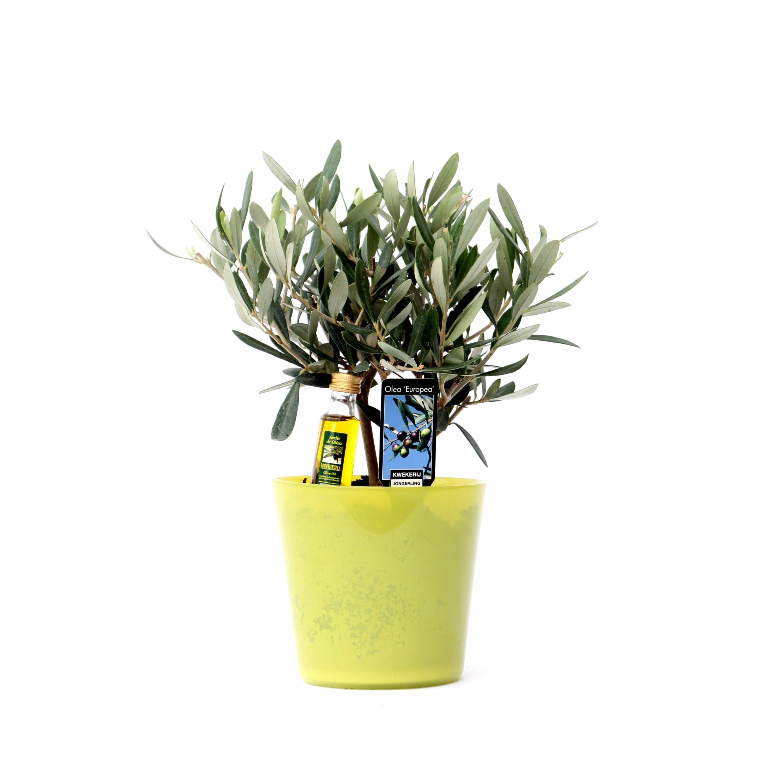Olijf in Milano Glas (geel)