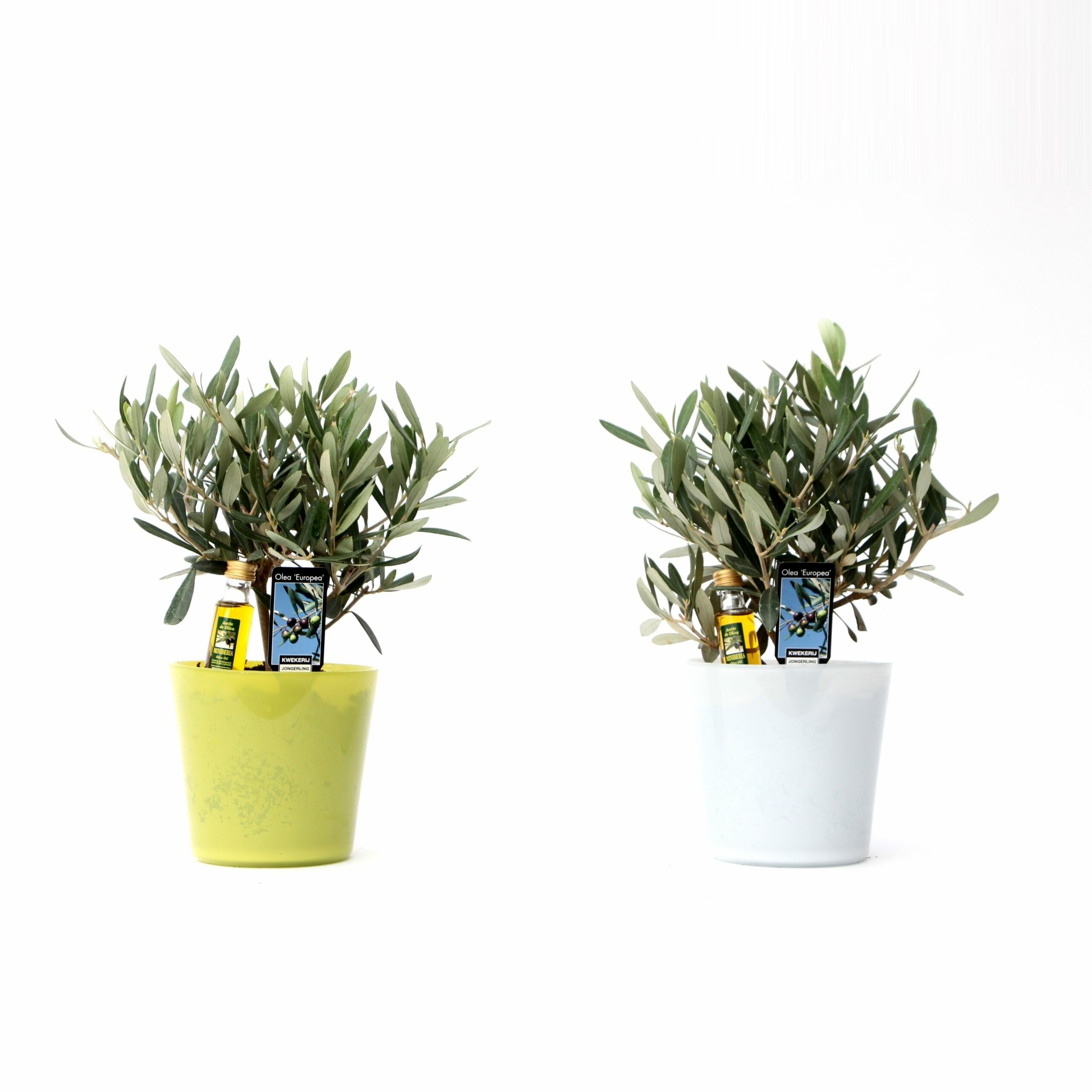 Olijf in Milano Glas (geel en wit)