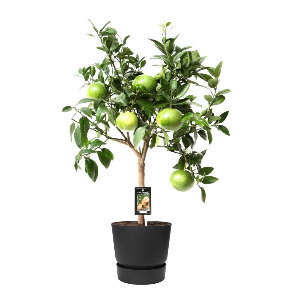 Citrus Grapefruit op stam in ELHO outdoor sierpot Greenville Rond (zwart)