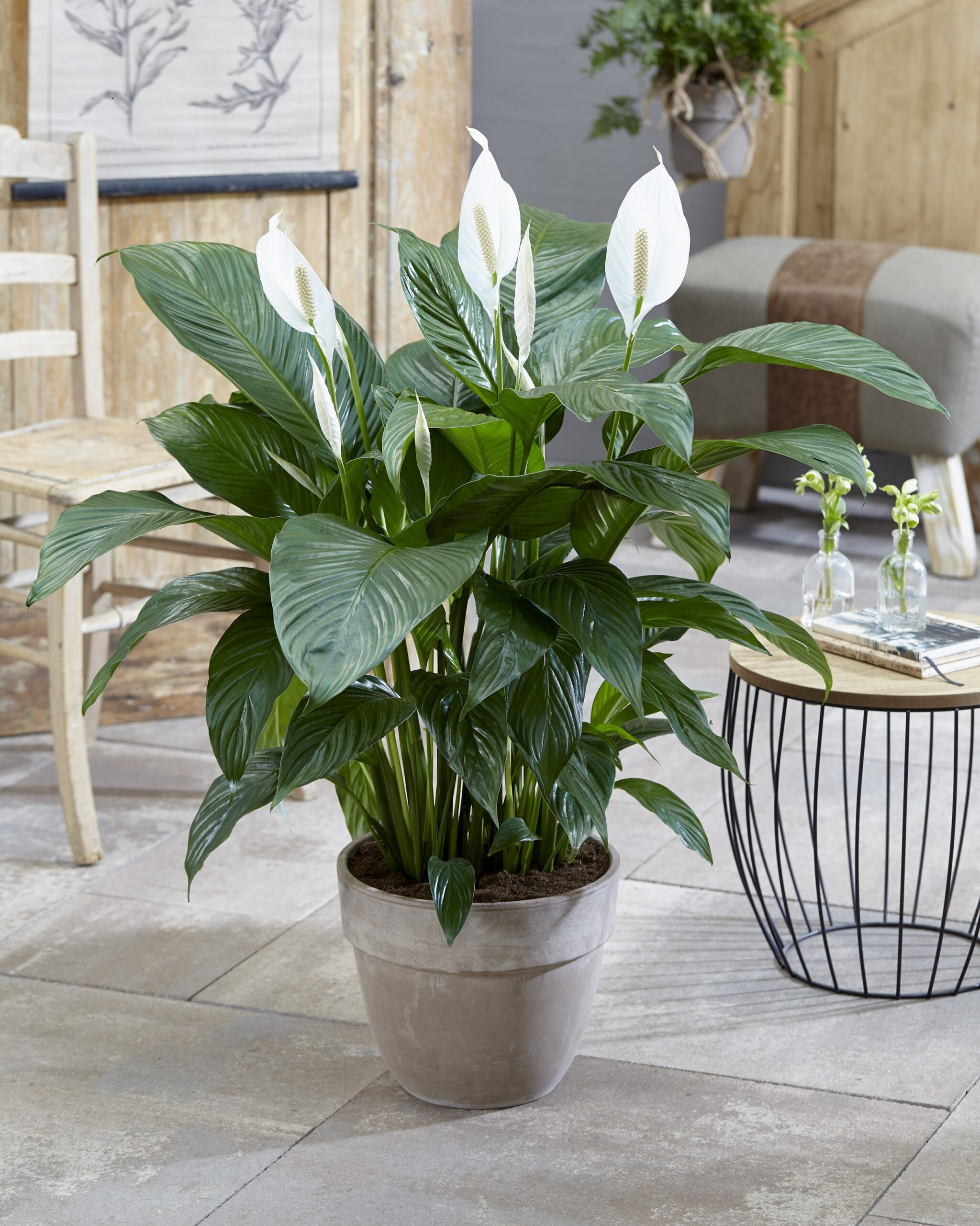Lepelplant Spathiphyllum Sweet Lauretta - Afbeelding 6