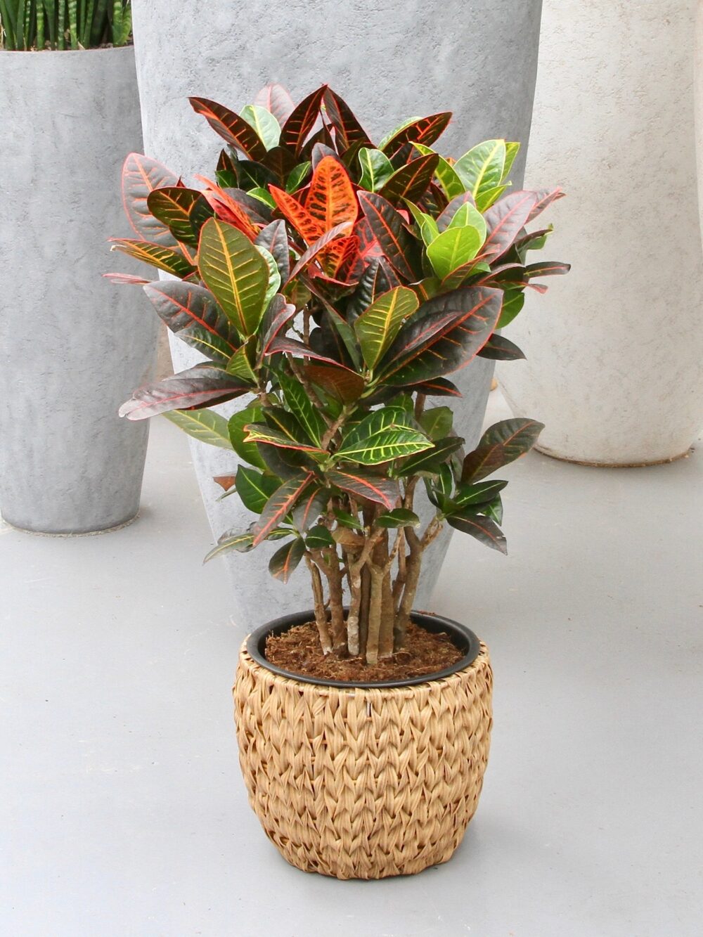 Croton Petra - Afbeelding 6