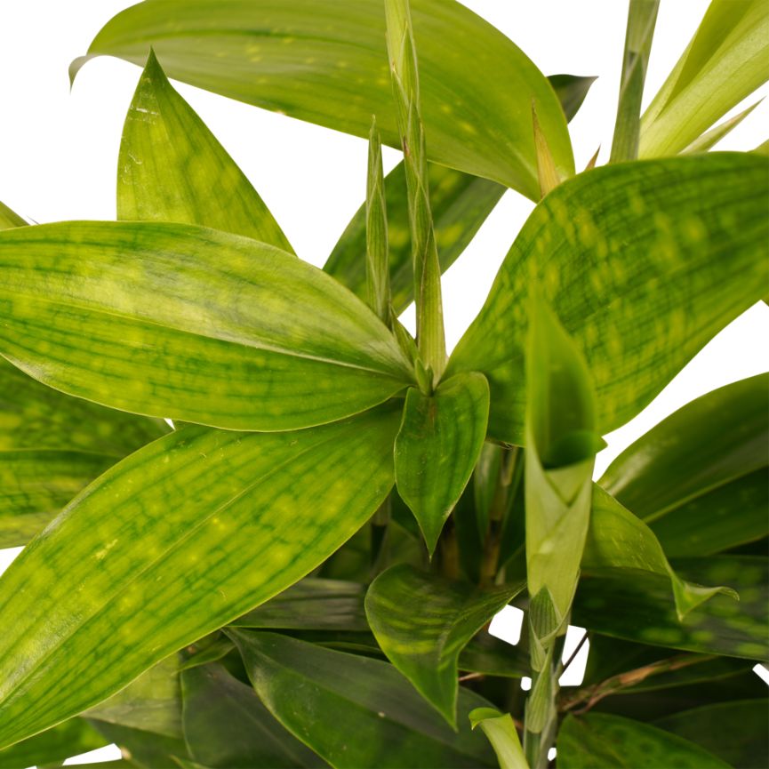 Decorum Dracaena Surculosa - Afbeelding 3