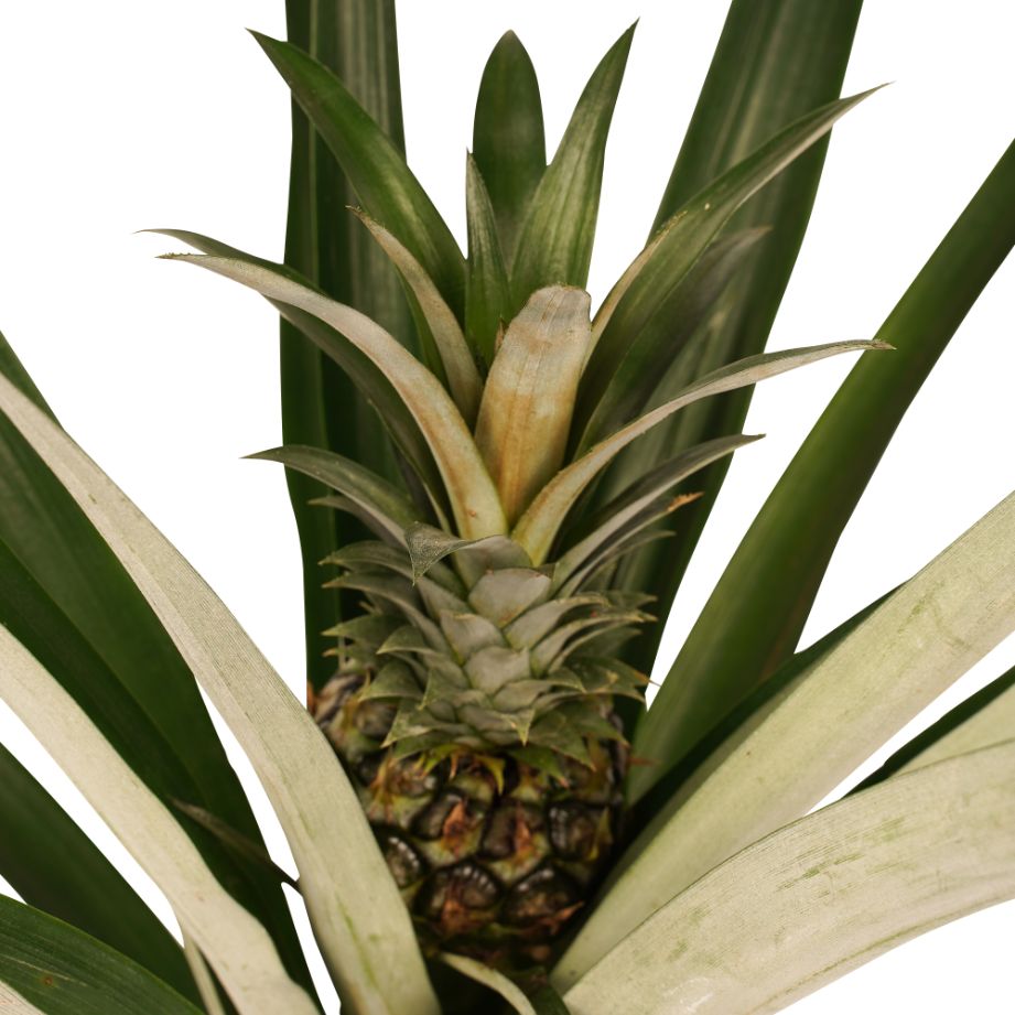 Decorum Ananas Champaca - Afbeelding 3