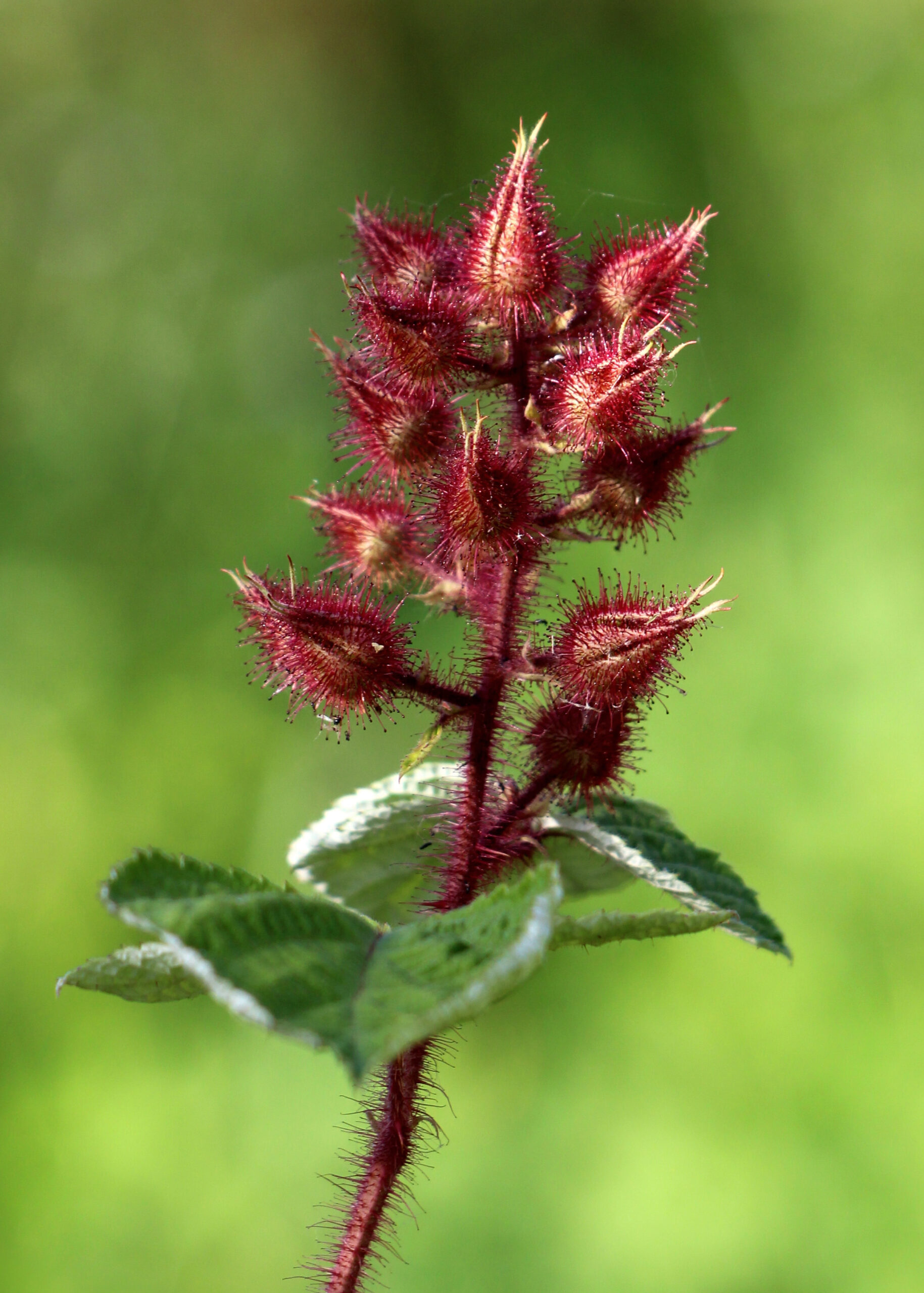 Japanse wijnbes (Tasty Green) - Afbeelding 3
