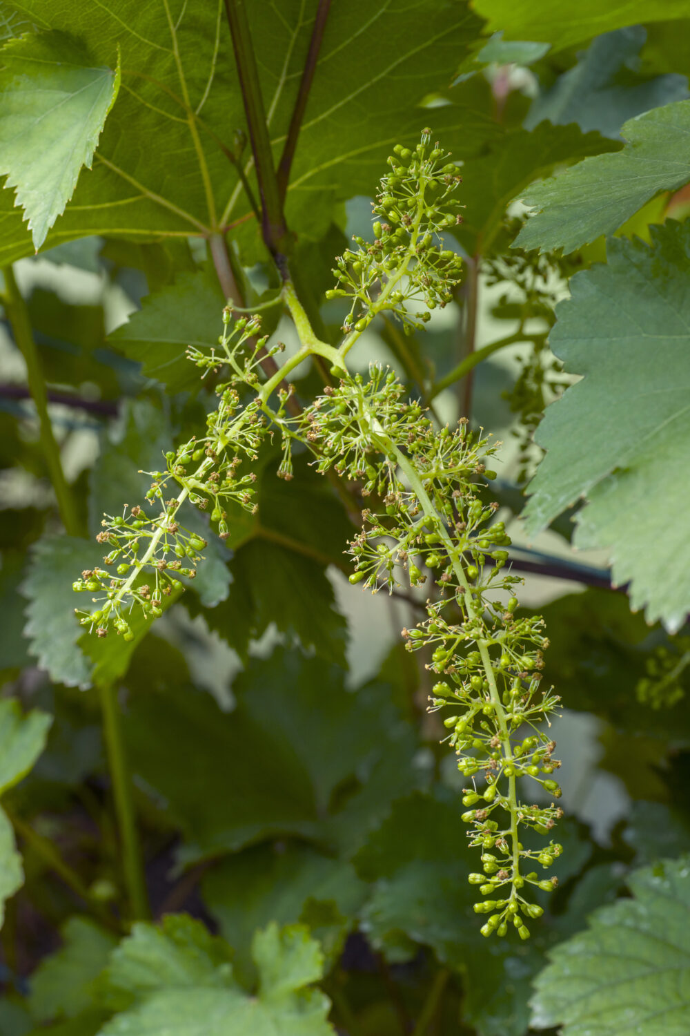 Blauwe druif 'Vitis Venus' (pitloos) - Afbeelding 4